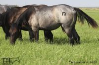 WYO One Sock's 2020 filly -PLENTIFUL ASSETS MA